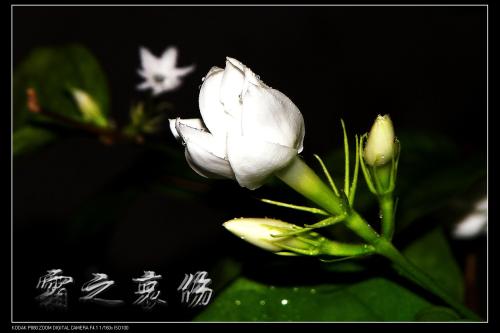 茉莉花
