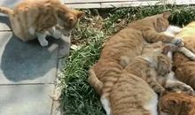 卖柚子的老爷爷