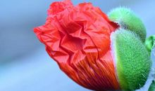 母爱的花蕾绽放