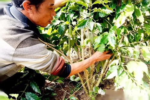 除虫剂