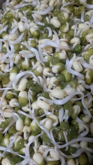豆芽的生长