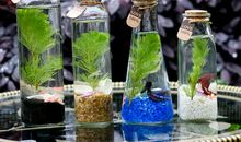 自制生态瓶