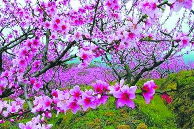 桃花之美