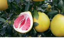 大红柚子
