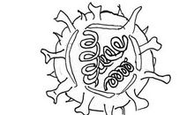 一个病毒的自述