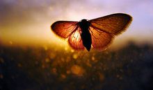 我真想破茧成蝶