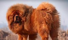 读《藏獒渡魂》有感