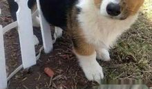 都是小狗惹的祸