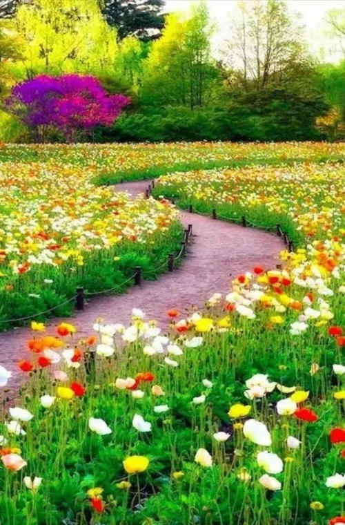 一路开花