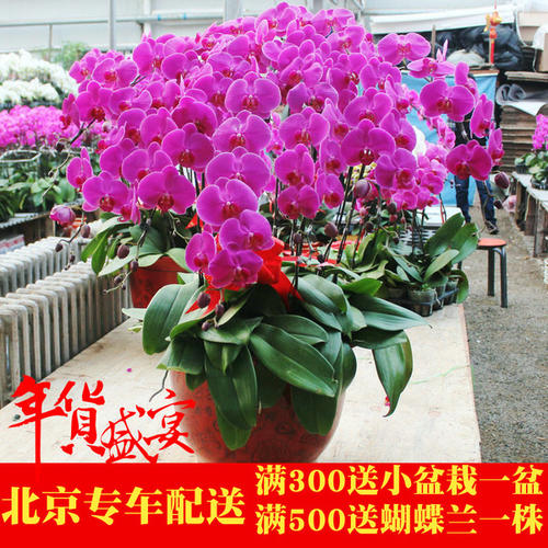 新年花艺市场访谈