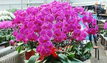 年宵花市采访记