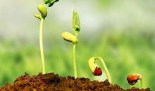 幸福之芽在感恩中萌生