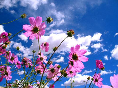 花在我心中