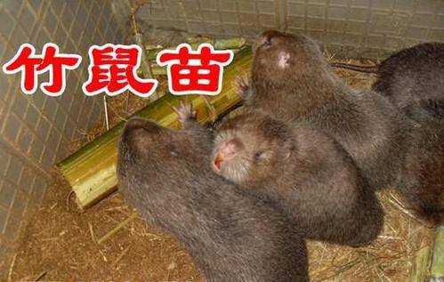 竹鼠