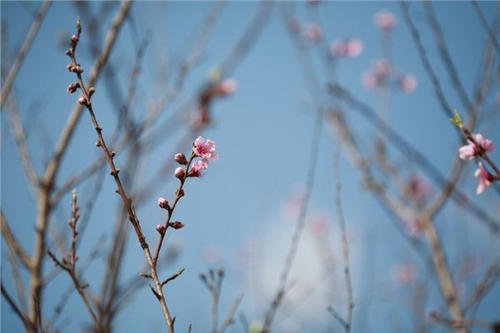 樱花盛开在绿色的岁月