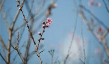 开在青葱岁月里的樱花