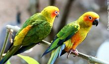 两只小鹦鹉