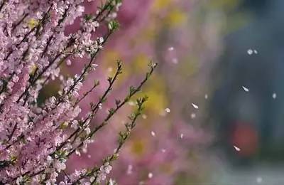 不可阻挡的春天