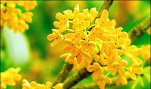 中秋又闻桂花香