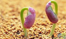 《一颗种子的音乐梦》诗歌