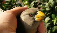 一只受伤的小鸟