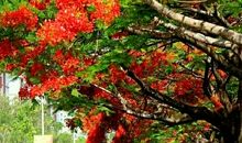 凤凰花开的地方