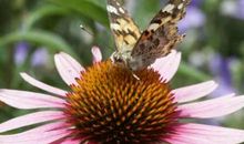 让一朵在心底盛开