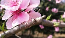 当母爱绽放的时候