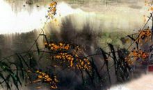 江上的“金鳞片”