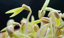 小豆芽成长记观察日记