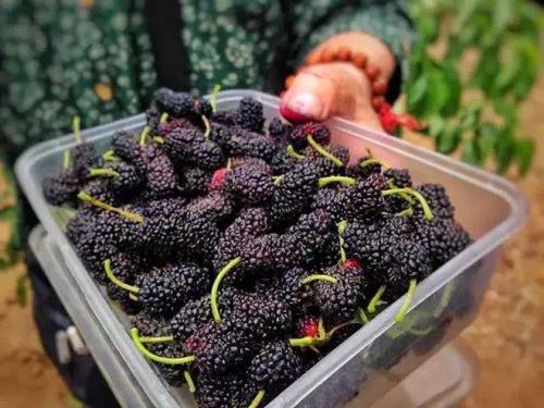 吃桑berries