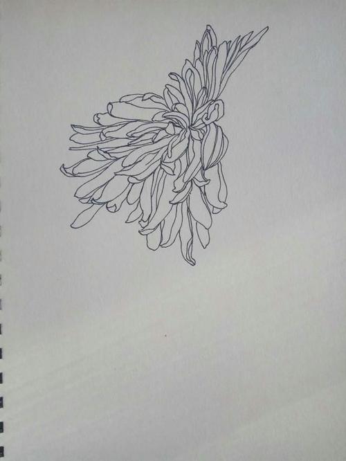 恒心菊花