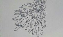 坚持不懈的菊花