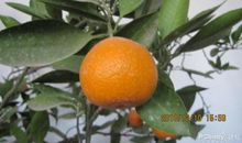 我家的橘子树