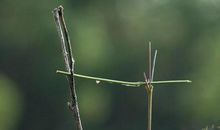 动物界的大力士