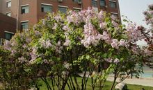 开满了丁香花的校园