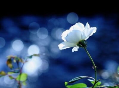 我是一朵花
