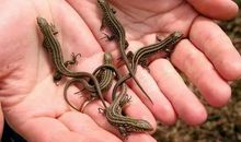 “突眼蝇”头盔