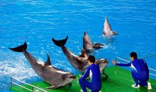 游玩极地海洋世界