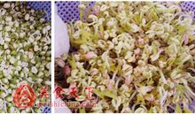 豆芽长成记