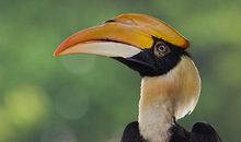 读《双角犀鸟》有感