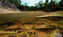 游热带雨林作文