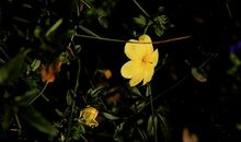 春风中的迎春花