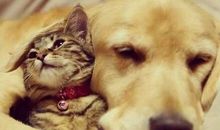 形影不离的伙伴