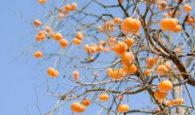 外婆家的柿子树