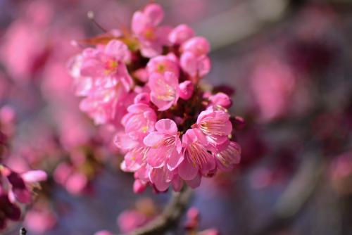 又是樱花盛开的一年