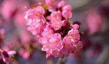 又是一年樱花烂漫时