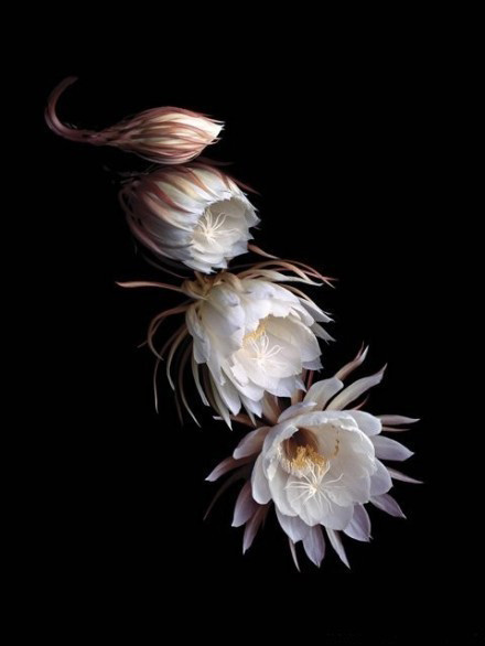 主显节的生活