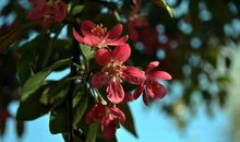 春天里的“红”树叶