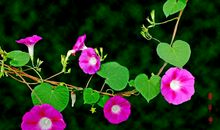 我喜欢的喇叭花